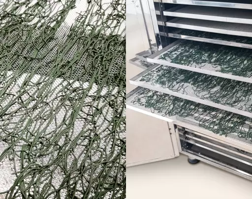 suszarka do żywności B.Master PLUS z wysuwanymi półkami, na których rozłożona jest spirulina